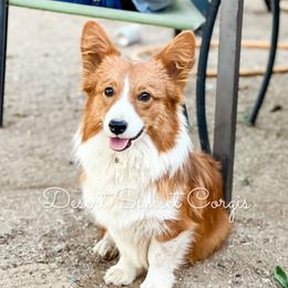 Whiskey - Pembroke Welsh Corgi