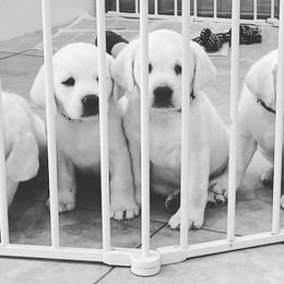 Girl 8 - Yellow Labrador Retriever puppy in Hutto, Texas from Texas Bluebonnet Labs