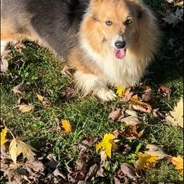 Ivy - Black and tan female Pembroke Welsh Corgi puppy in Blair, Wisconsin from Sandy’s Pet Grooming and Boarding & AKC Corgis