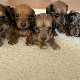 Dachshund Puppies from L & J Kennel