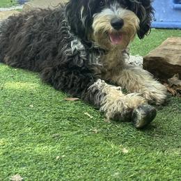 Anna - Cavapoo