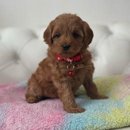 Candycane - Apricot female Cavapoo puppy in Gainesville, Florida from Alyssa Xxweetdoodles