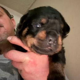 Black boy - Black and mahogany male Rottweiler puppy in Colorado Springs, Colorado from Von Locher Rotties