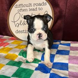 Sonny - Black and white male Boston Terrier puppy in Mountain Home, Arkansas from B and T Lewis Farms