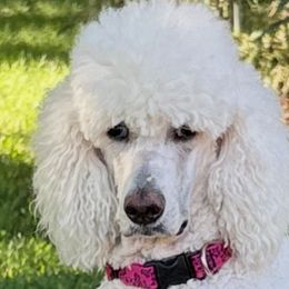 PEARL - Poodle