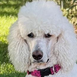 PEARL - Poodle