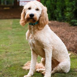 Goldendoodle Puppies from Ellie's Goldendoodles