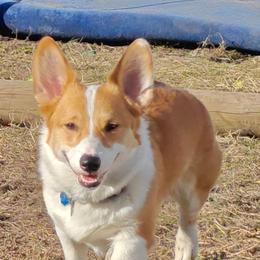 Sarabi - Pembroke Welsh Corgi