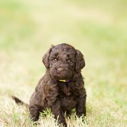 Australian Labradoodle Puppies from Bedrock Labradoodles