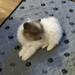 Greyson - Beaver male Pomeranian puppy in Plano, Texas from Madison Park Poms