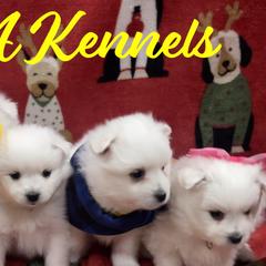 American Eskimo Dogs from Ketura’s Angels Kennels