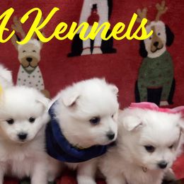 American Eskimo Dogs from Ketura’s Angels Kennels