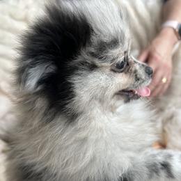 Doc Howliday - Blue merle male Pomeranian puppy in Lake Forest Park, Washington from Tea Pup Pomeranians