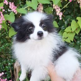 Iris - Black parti female Pomeranian puppy in Tampa, Florida from Diana's Pomeranians