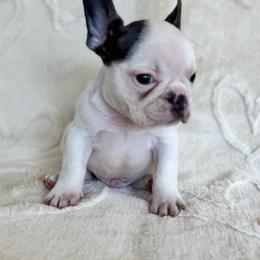 Boy 2 - Blue male French Bulldog puppy in City Of Industry, California from Cert. Frenchies