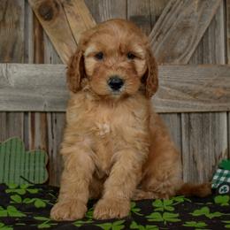 Male 2 - Green Collar - Apricot male Irish Doodle puppy in Macedon, New York from Toodles Goldendoodles