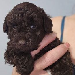 Poodle puppies from Ms. Julia's Poodle Manor