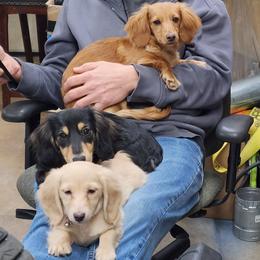 Dachshund Puppies from Davinner's Doxies