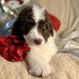 SALLY - brown parti girl - Brown and white female Bernedoodle puppy in Lookout, California from Remington Kennels, LLC