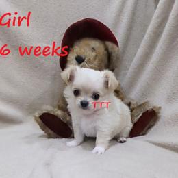 LC Cream - Cream female Chihuahua puppy in Medina, Ohio from T Tiny Treasures