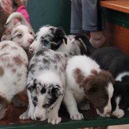 Border Collie Puppies from By Design Farm