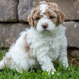 Benny - White male Cavapoo puppy in Gurdon, Arkansas from Franklin Ranch Pups