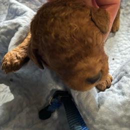 Blue collar - Red  male Poodle puppy in Henagar, Alabama from Windy Oak Kennels