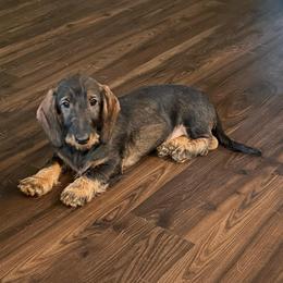 Felix - Wild boar male Dachshund puppy in Superior, Montana from Never Land Dachshunds of Montana