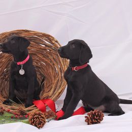 Labrador Retrievers from Leda K-9