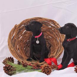 Labrador Retrievers from Leda K-9