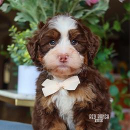Fudge - Brown and white male Bernedoodle puppy in Salado, Texas from Red Ranch Dogs