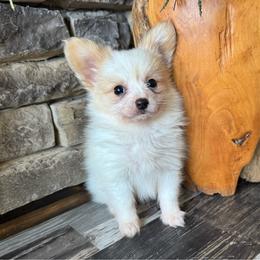 Emmie's white and lemon - White and lemon male Papillon puppy in Shirley, Arkansas from Lucky Pups