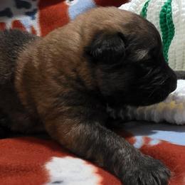 Boy 1 - Sable male German Shepherd puppy in Leon, West Virginia from Heart2Heart Kennels