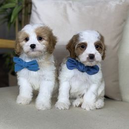 Cavapoo Puppies from Southern Love Cavapoos