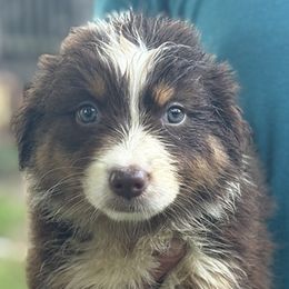Girl 2 - Red tri-color female Australian Shepherd puppy in Lowell, Indiana from Bearfoot Aussies and Tollers