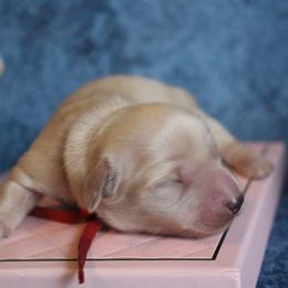 Red collar (Alvin) - Cream male Dachshund puppy in Pace, Florida from Shoebox Doxie’s