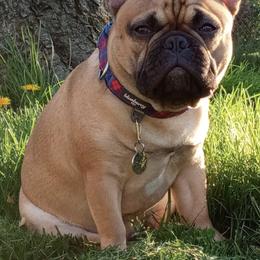 French Bulldogs from Midwest Frenchie Kisses