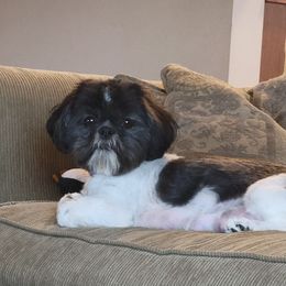 Penelope - Shih Tzu
