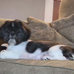 Penelope - Shih Tzu
