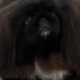 BB - Pekingese