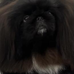 BB - Pekingese