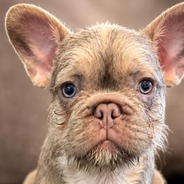 French Bulldogs from Roberto Amador