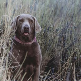 Hazel - Labrador Retriever