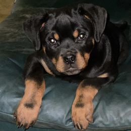 Rottweiler Puppies from Jon Holmquist's Rottweilers