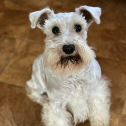Amore - Miniature Schnauzer