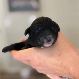 Anna - Black female Goldendoodle puppy in Guthrie, Oklahoma from Edmond Doodles, LLC