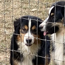 Boy6 - Black tri male Miniature American Shepherd puppy in Harmony, North Carolina from Carolina Pride Aussies