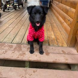 Indigo - Black & white female Australian Shepherd puppy in Cleveland, Tennessee from C&S Kennels