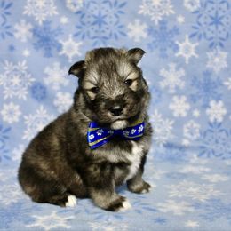 Fluffy(S3) - Agouti and white male Siberian Husky puppy in Lunenburg, Vermont from SNOW WOOLY HUSKY