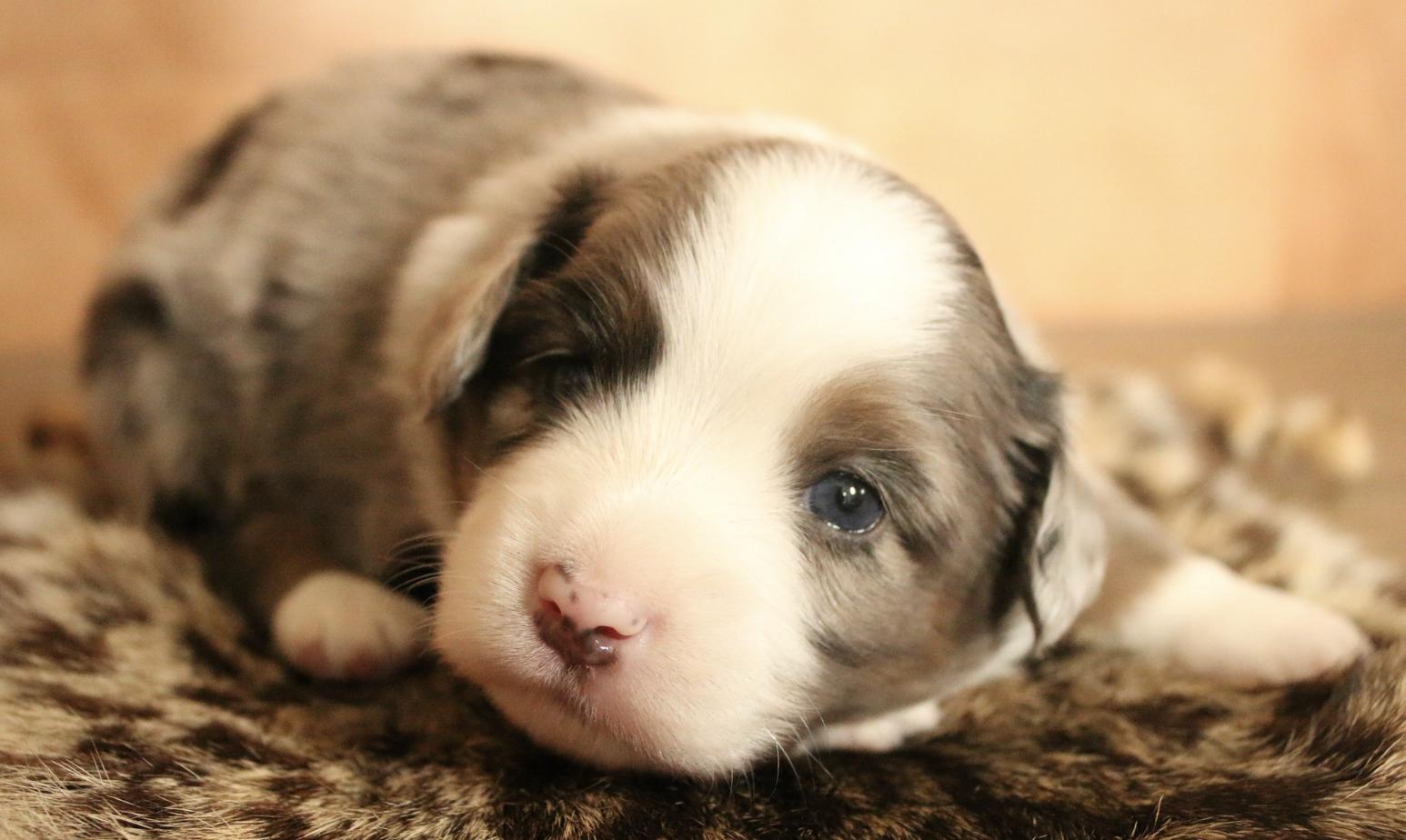 MD Mini Aussies and Aussiedoodles in Iowa Miniature Australian